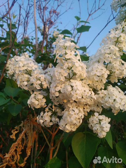 Земляника, Ежевика, Клубника вишня