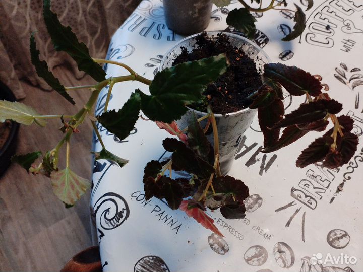 Бегония ампельная