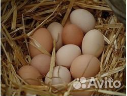 Яйцо домашнее