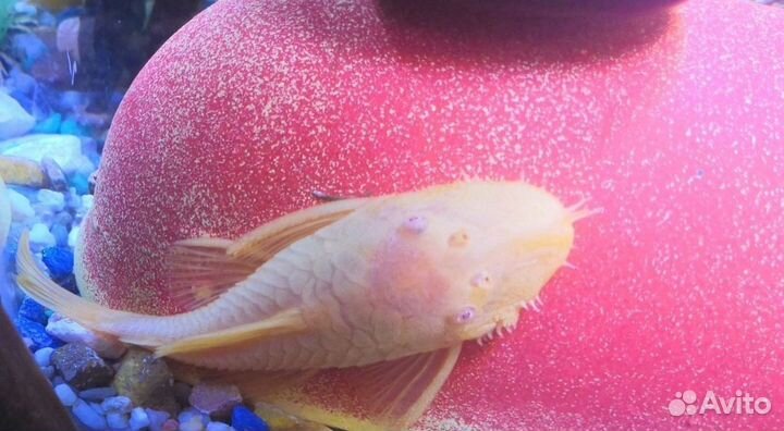 Сом анциструс