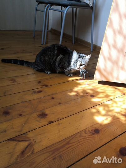 Кошка была домашней, нужен дом