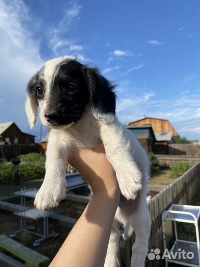 Щенок в добрые руки маленькой собаки