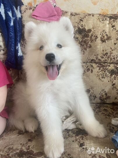 Самоедская лайка