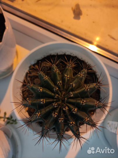 Большой кактус