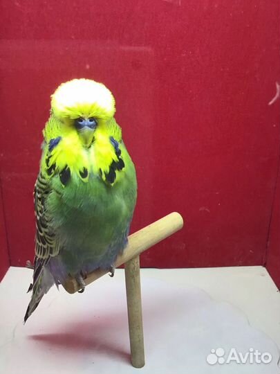 Попугаи ввп чехи выставочные попугаи