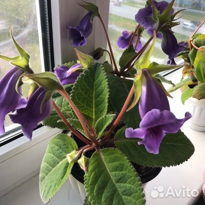 Глоксиния лист