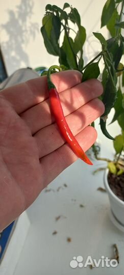 Перец комнатный острый