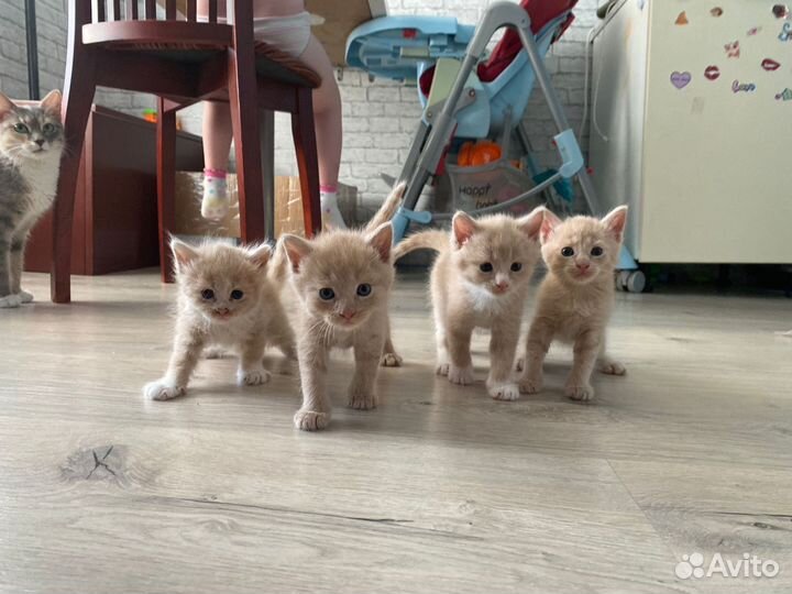 Кошки в добрые руки бесплатно