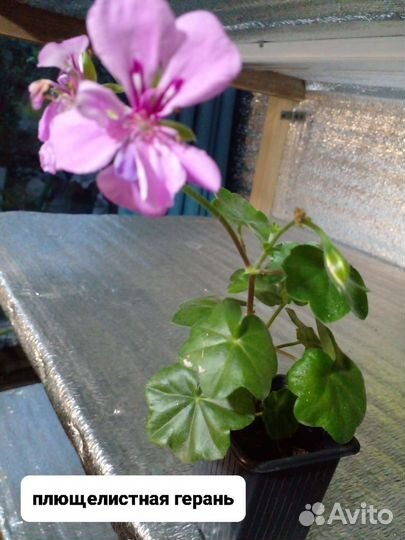 Комнатные цветы