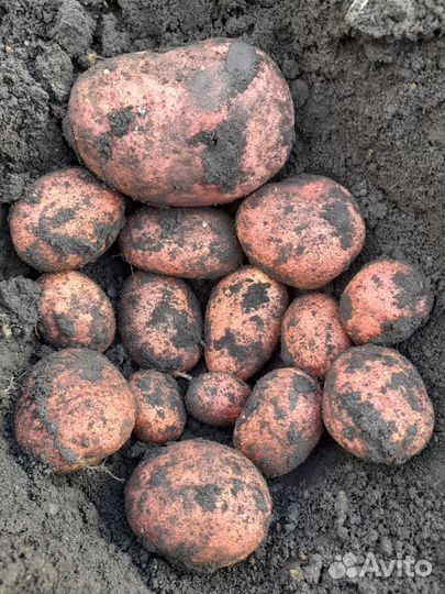 Картофель на хранение