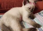 Тайские котята найденыши бесплатно