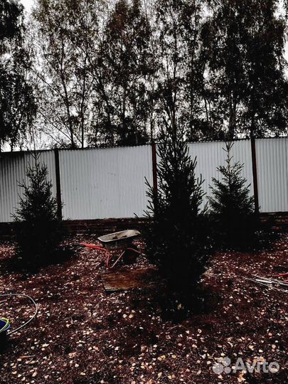 Ель из питомника 6.55 М