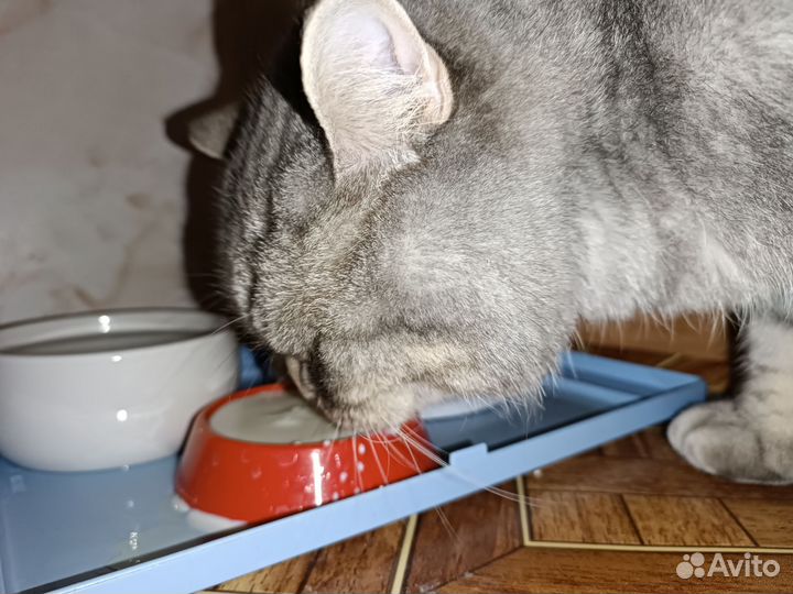 Кот-террорист в аренду