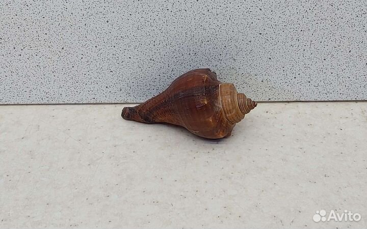 Ракушка раковина морская 5,8 коричневая