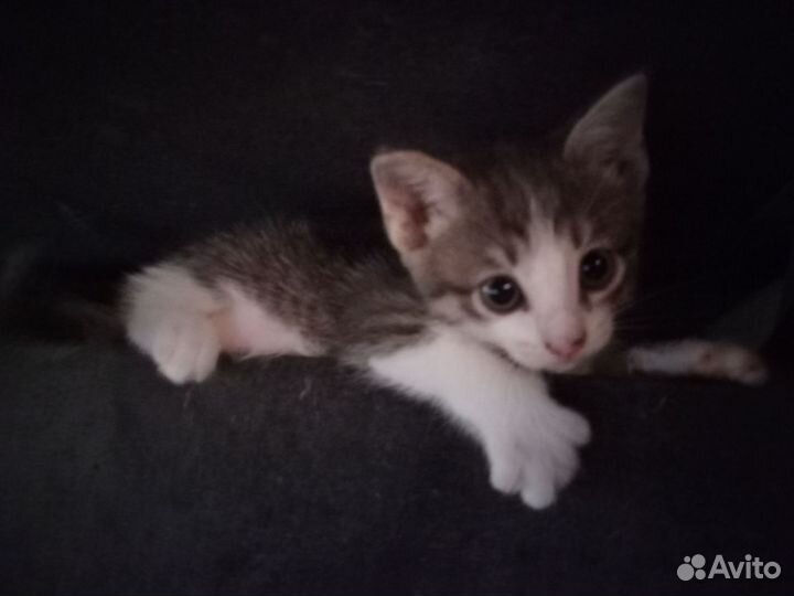 Кошка в дар