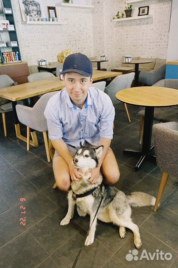 Передержка животных