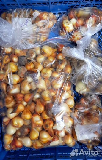 Тюльпаны бронь обмен