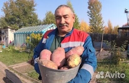 Семенной картофель картошка на посадку лучшие сорт