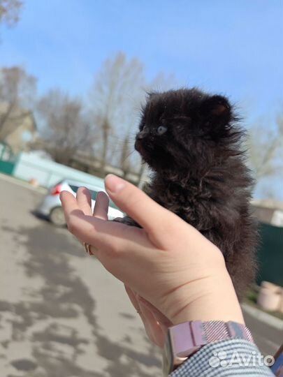 Котята в добрые руки девочки