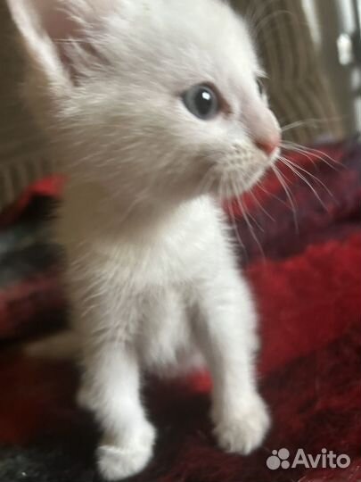 Котенок белый кришнаит