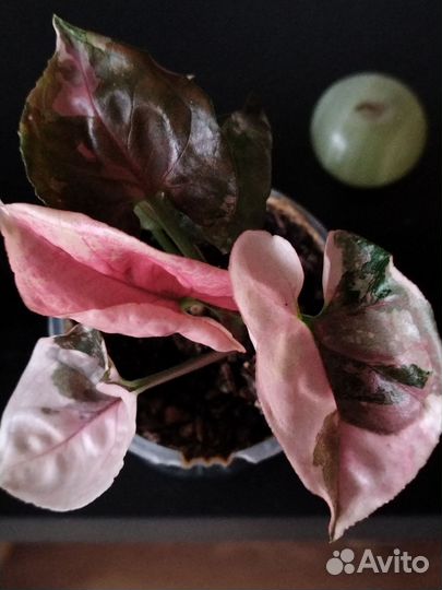 Сингониум клубничный лёд гелакси