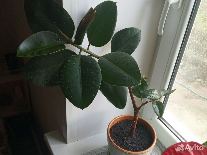 Фикус каучуконосный