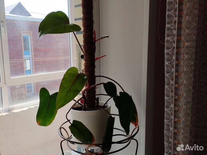 Саженцы родендрона