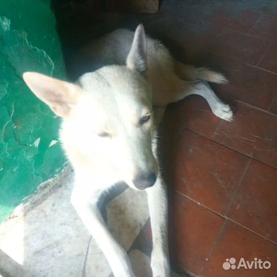 Собака в добрые руки отдам бесплатно