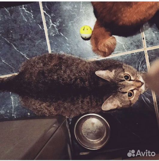 Кошечка Грейс