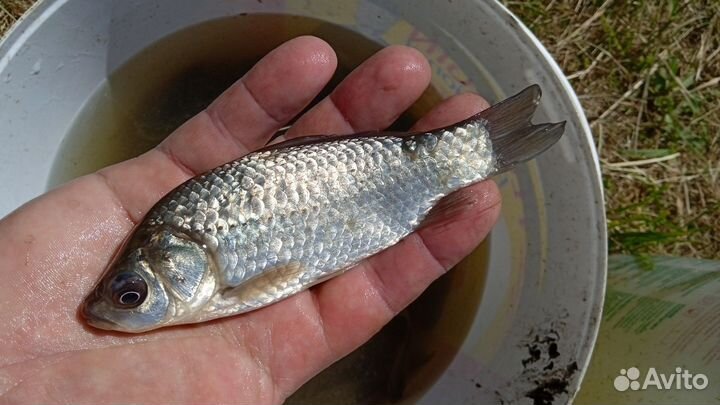 Живец для зарыбление водоёма