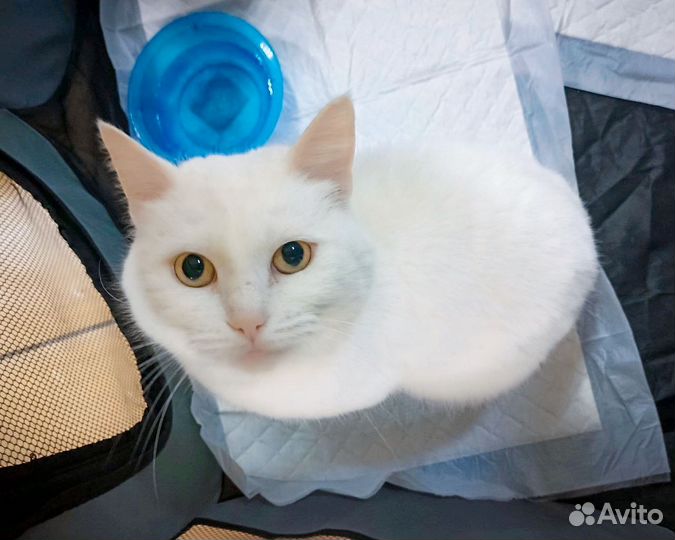 Кошечка ишет дом