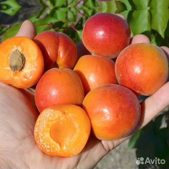 Саженцы абрикоса закрытой корневой системой