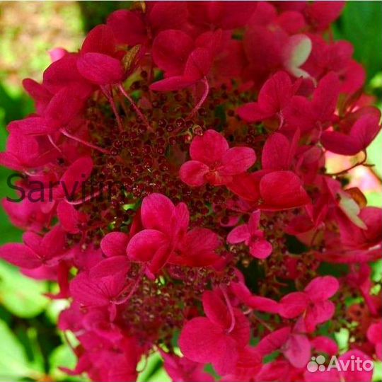 Гортензия 'Вимз Ред'