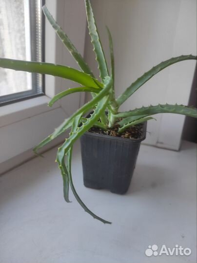 Алоэ - столетник