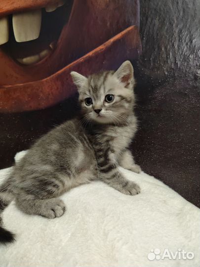 Продам котенка