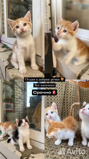 Отдам кота в добрые руки