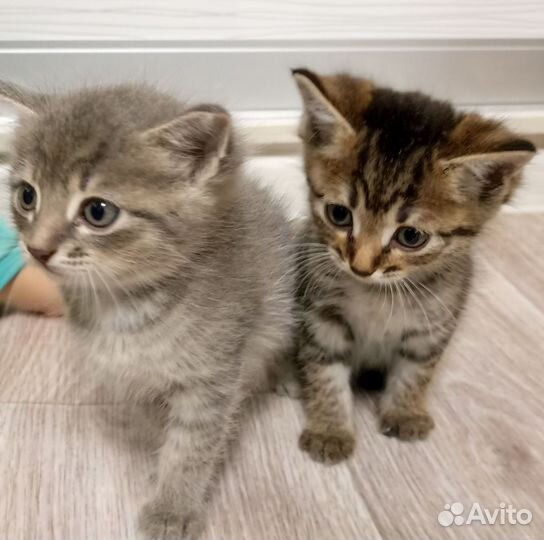 Отдам котят в добрые руки