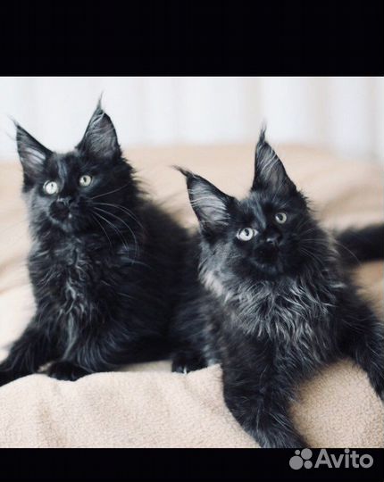 Мейн кун кунята и вязка