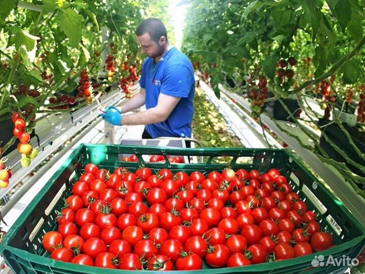 Вахта с проживанием и питанием