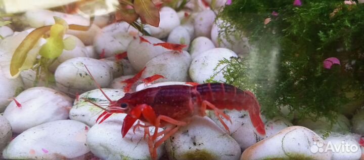 Раки белые красные разноцветные редкие виды