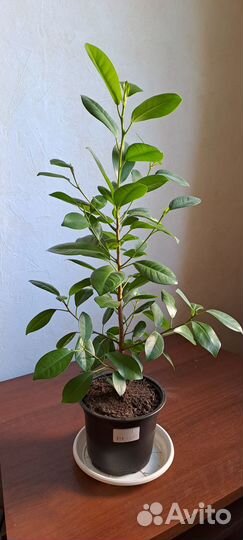 Фикус Мокламе