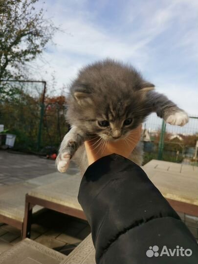 Котята в добрые руки бесплатно