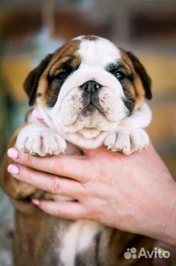 Щенки бульдога