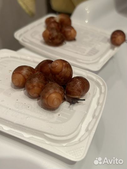 Улитки архахатины овумы