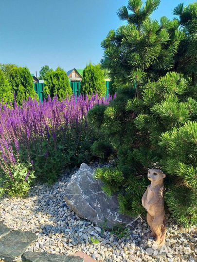 Шалфей дубравный