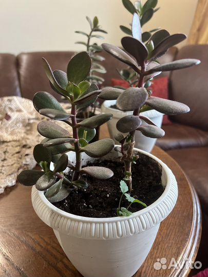 Толстянка (денежное дерево)