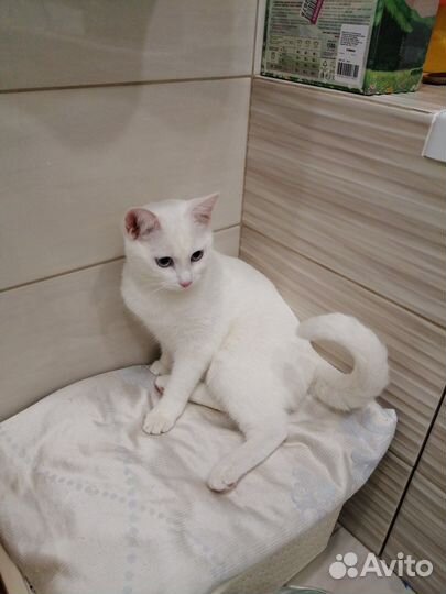 Кошка в добрые руки