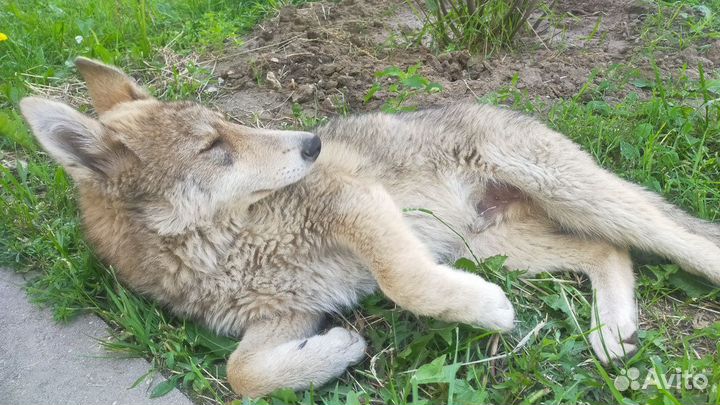 Пристрою щенка в добрые руки