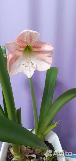 Гиппиаструм эппл блоссом (яблоневый цвет)