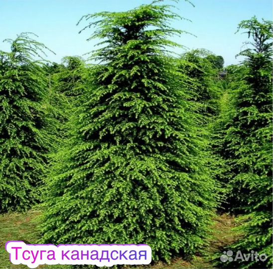 Тсуга канадская